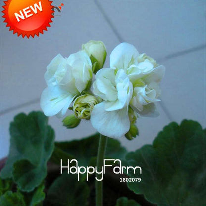 White Geranium Seeds - Perennial Pelargonium Flowers for Indoor & Outdoor Planting