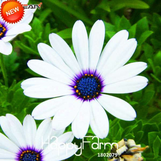 Blue Daisy Flower Seeds - White Osteospermum, for Home Garden Planting