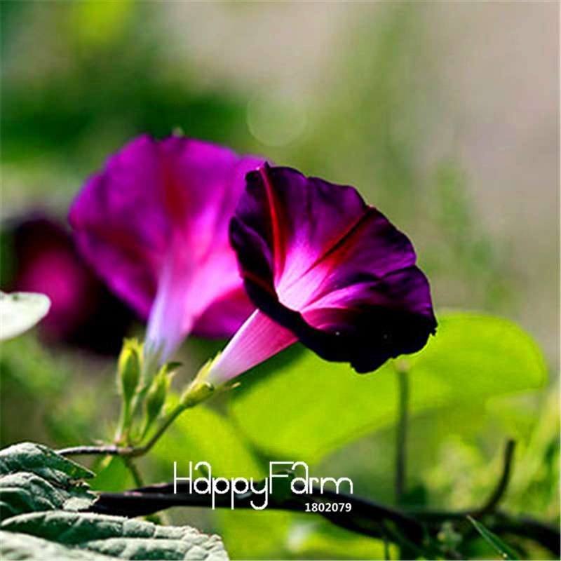 Types Ipomoea Nil Seeds - Chinese Morning Glory Flowers, Fast US Shipping