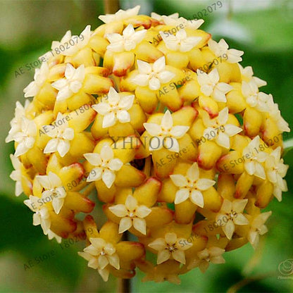 24 Color Hoya Carnosa Seeds - Rare Perennial Bonsai Plant for Home Garden
