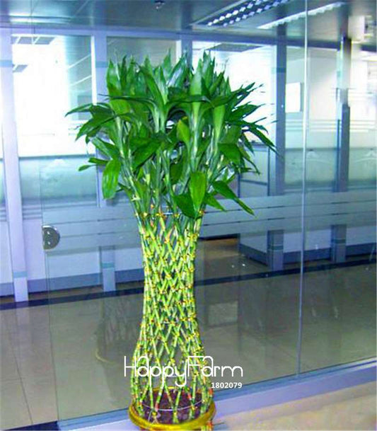 Lucky Bamboo Seeds for Planting - Easy to Grow, Balcony & Indoor Air Purifying Plants