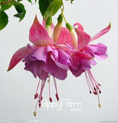 Fuchsia Flower Seeds - Pink Purple Bell Hanging Plants for Pots, Home & Garden