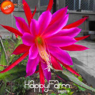 24 Color Rare Schlumbergera Bonsai Seeds - | Unique Truncatus Flower Seeds for Planting