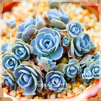 99 Rare Succulents & Lithops Seeds - Exotic Bonsai Plants, - Unique Office & Home Garden