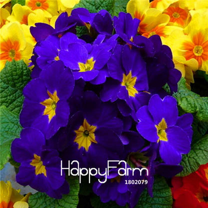 Rare Primrose Seeds (Primula malacoides) - Europe Bonsai Flower Seeds for Home Garden & Outdoor Planting
