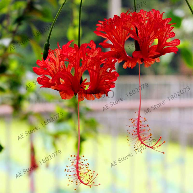 Mixed Color Lantern Flower Seeds - Fuchsia Hybrida Perennial Bonsai Plant for Home & Garden