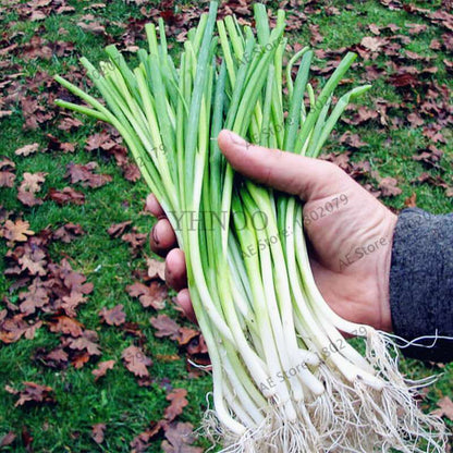 Chinese Green Onion Seeds - Perennial Veggie, Easy-Grow Garden & Bonsai Plant for Home (Fast Shipping)