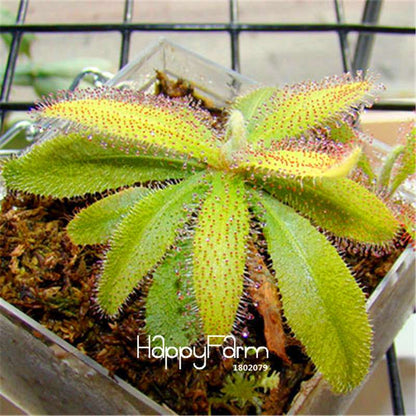 Sundew Seeds - Rare Carnivorous Bonsai Plants, Fresh & Novelty Garden Seeds for Home Gardening