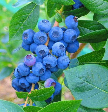 Blueberry Seeds for Planting - Edible Bonsai Fruit, Indoor & Outdoor Garden Plants - Non-GMO, Fast Growth