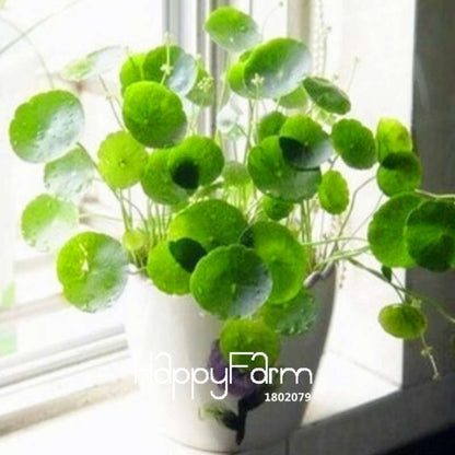 Pilea Seeds for DIY Potted Plants - Grow Indoor/Outdoor Houseplants - Easy Planting Kit
