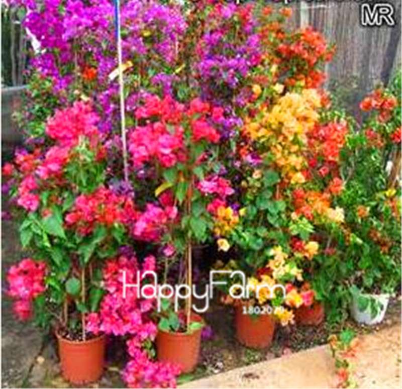 Colorful Bougainvillea Seeds - Spectabilis Willd Bonsai Flower Plants for Home Garden