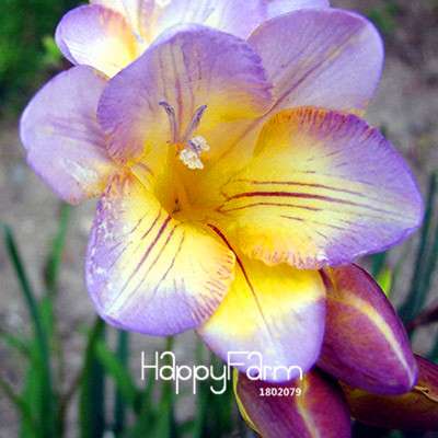 Premium Purple Freesia Seeds - Vibrant Orchid-Like Blooms for Home Garden