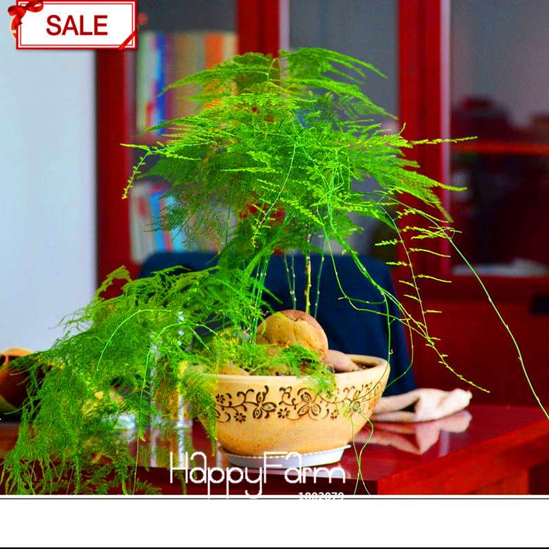 Asparagus Setaceus Seeds - Lucky Bamboo for Home, Pots & Indoor Plants