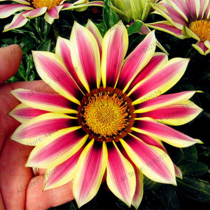 Mixed Color Gazania Rigens Seeds - Vibrant Flower Seeds for Home & Garden, Indoor/Outdoor Planting