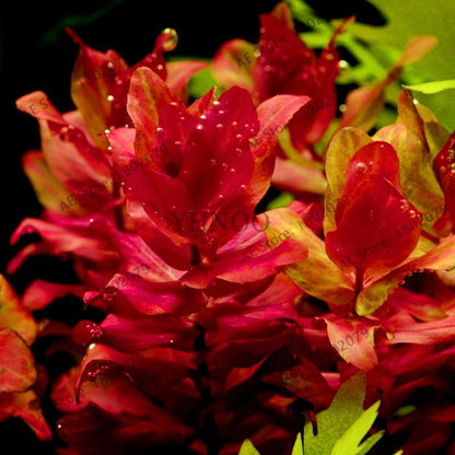 Mixed Aquarium Plants Seeds - Fish Tank Decor, Live Water Grass for Aquatic Plant Lovers