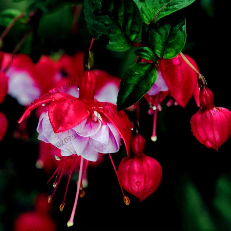 Mixed Color Lantern Flower Seeds - Fuchsia Hybrida Perennial Bonsai Plant for Home & Garden