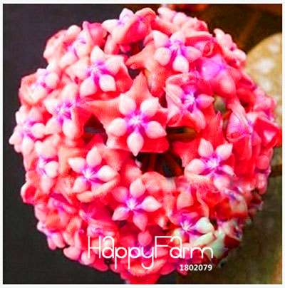 Buy Hoya Carnosa Seeds - for Home Garden, Potted Flower Seeds, Easy to Grow