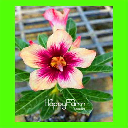 Desert Rose Seeds - Stunning Bonsai Flower for Garden, Balcony & Pots
