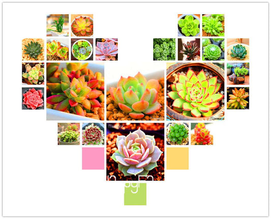 Lithops Seeds - 99 Varieties, Succulent & Bonsai Plants for Office - Fast Shipping & High Germination Rate