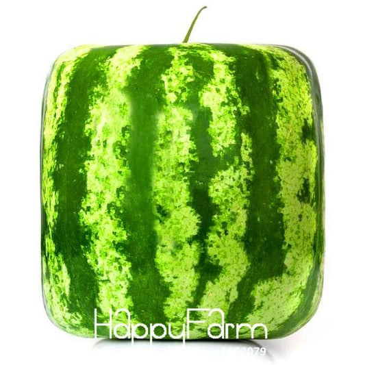 Rare Square Watermelon Seeds - Unique Geometric Shape, Sweet & Delicious Chinese Fruit for Home Garden