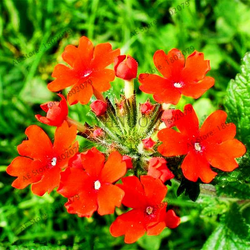 Mixed Color Verbena Hybrida Seeds - Easy to Grow Bonsai Flowers for Home & Garden Planting