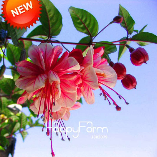 Multicolor Fuchsia Flower Seeds - Double Petals, Pink Hanging Plants for Pots