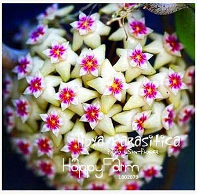 Buy Hoya Carnosa Seeds - for Home Garden, Potted Flower Seeds, Easy to Grow