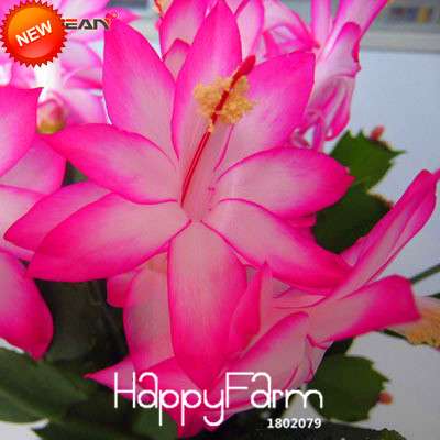 24 Color Rare Schlumbergera Bonsai Seeds - | Unique Truncatus Flower Seeds for Planting