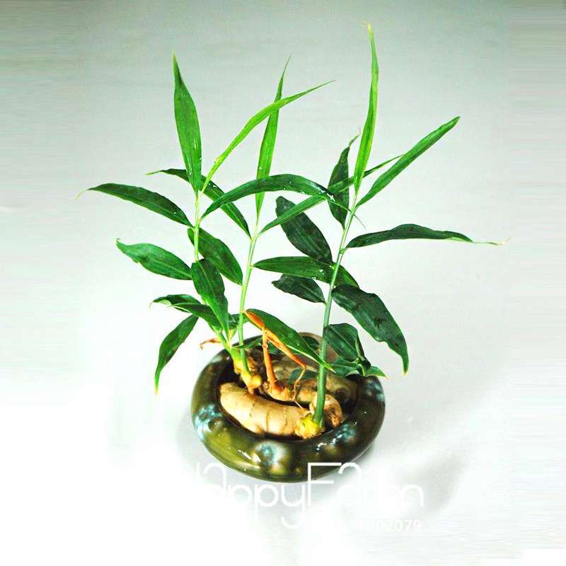 Ginger Seeds - Grow Fresh Zingiber Plants Year-Round, Perfect for Balcony & Indoor Potted Bonsai Gardening