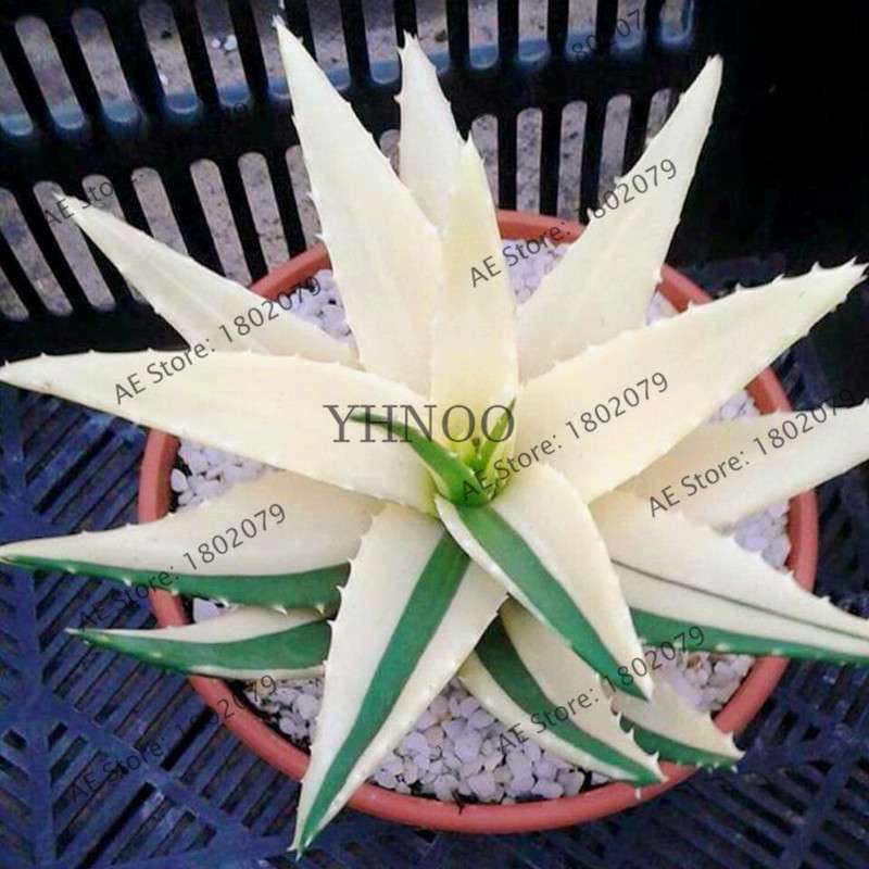 Succulent Seeds Kit - Aloe Vera, Edible Beauty Plants, Bonsai & Perennial Flowers for Home Garden