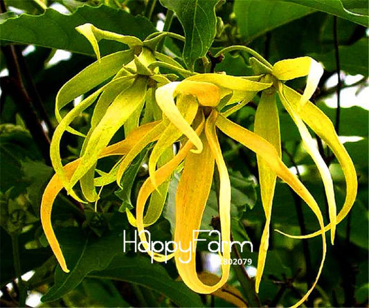 Ylang-Ylang Tree Seeds - Fragrant Cananga Odorata for Indoor & Container Planting - Fast Shipping