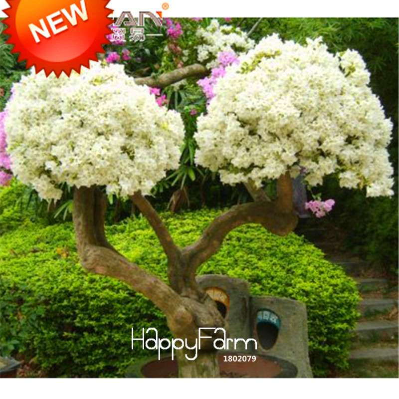 White Bougainvillea Spectabilis Seeds - Vibrant Flowering Plants for Garden & Bonsai