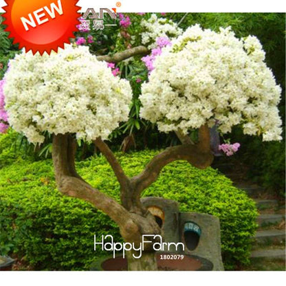 White Bougainvillea Spectabilis Seeds - Vibrant Flowering Plants for Garden & Bonsai