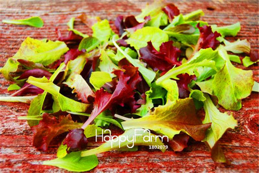 Mesclun Lettuce Seeds - Easy to Grow Salad Mix, Non-GMO Vegetable Seeds for Home Garden