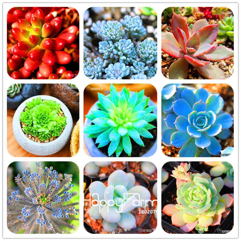 99 Rare Succulents & Lithops Seeds - Exotic Bonsai Plants, - Unique Office & Home Garden