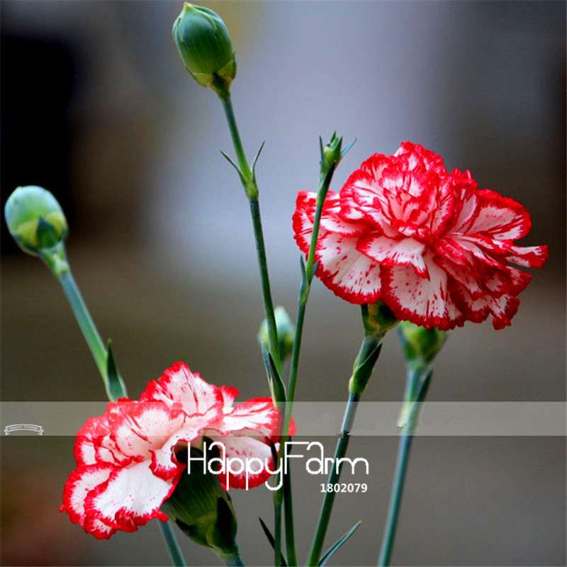 Carnation Seeds - 23 Rare Colors Including Black, Blue & Purple | Dianthus Caryophyllus Pack