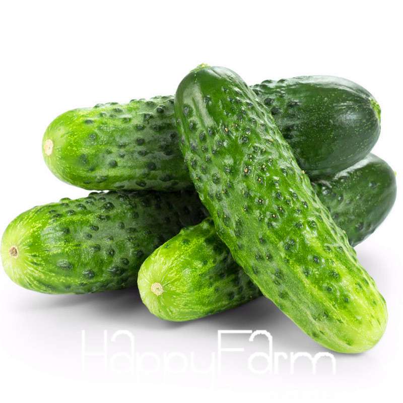 Japanese Cucumber Seeds for Planting - Fresh Garden, Balcony & Bonsai Vegetable Seeds (Cucumis Sativus)