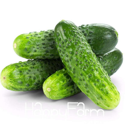 Japanese Cucumber Seeds for Planting - Fresh Garden, Balcony & Bonsai Vegetable Seeds (Cucumis Sativus)