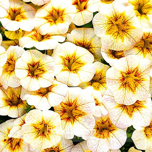 Frostfire Calibrachoa Seeds - Rare Superbells Petunia, Large Blooms, Annual Flower for Garden