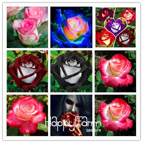 Pink & White Rose Seeds - 24 Rare Colors, for Balcony Planting, Potted Flower Garden