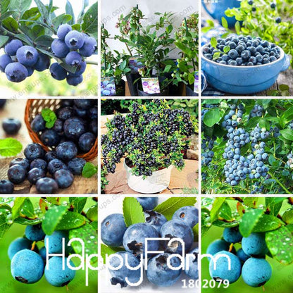 Blueberry Seeds for Planting - Non-GMO, Fast-Growing Fruit Plants for Home Garden & Bonsai (Purple Vaccinium)