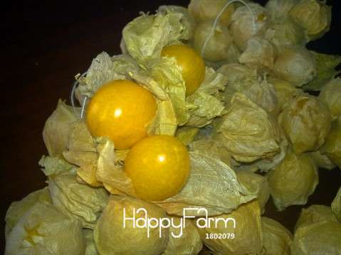 Golden Berry Seeds - Sweet Physalis Pubescens for Planting, Grow Exotic Lantern Fruit at Home | Fast Shipping