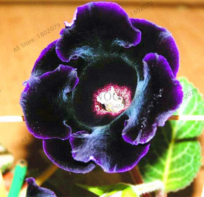 Climbing Gloxinia Seeds - Perennial Sinningia Speciosa Bonsai Flowers for Balcony & Garden Planting