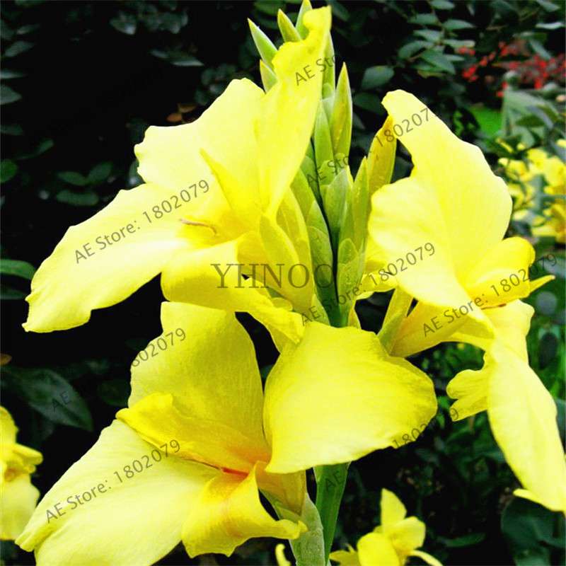 Mixed Color Canna Seeds for DIY Potted Plants | 95% Germination Rate | Indoor/Outdoor Gardening