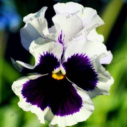 24 Colors Wavy Pansy Seeds - Viola Tricolor for Indoor Bonsai & Home Garden Planting