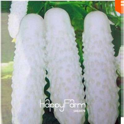 Organic Green Cucumber Seeds - Rare, Delicious, Non-GMO - for Home Garden