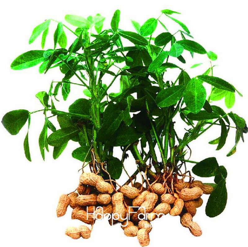 Organic Peanut, Vegetable & Fruit Seeds for Garden Planting - Non-GMO, Potted Plants