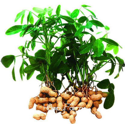 Organic Peanut, Vegetable & Fruit Seeds for Garden Planting - Non-GMO, Potted Plants