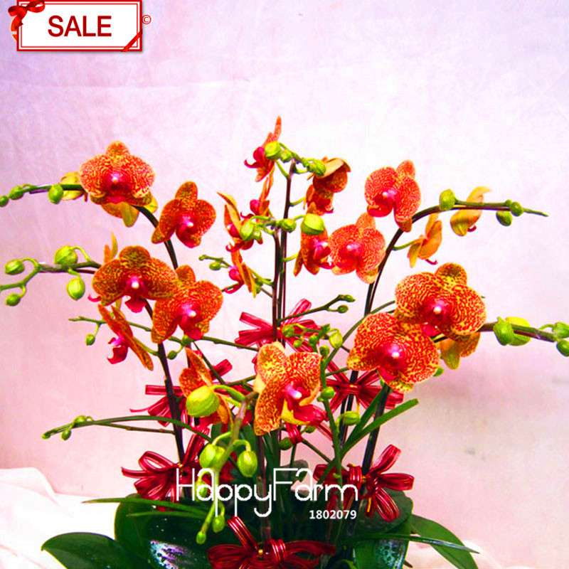 Yellow Phalaenopsis Orchid Seeds - Perennial Potted Flowering Plants for Home Garden