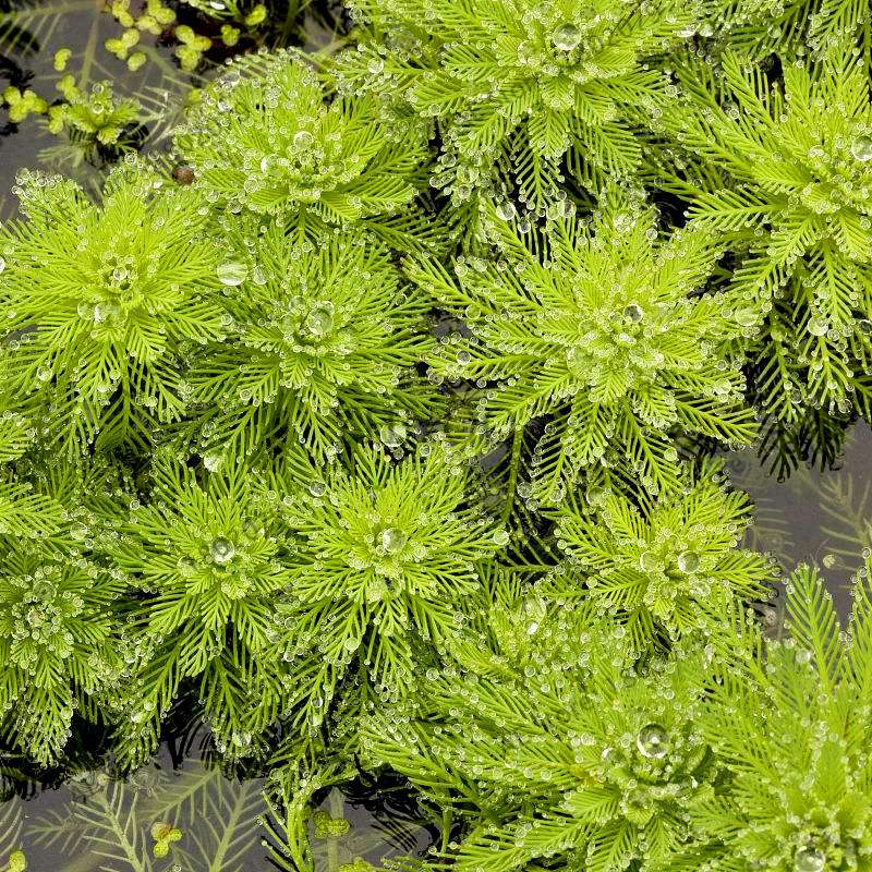 Mixed Aquarium Plants Seeds - Fish Tank Decor, Live Water Grass for Aquatic Plant Lovers